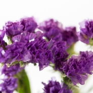 Limonium