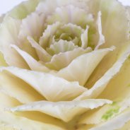 Brassica