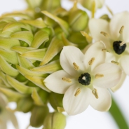 Ornithogalum