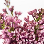 Syringa