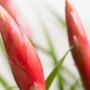 Vriesea Multiflora Astrid 