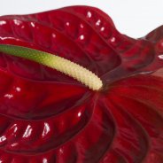 Cut Anthurium