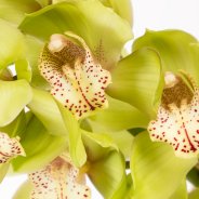 Cymbidium