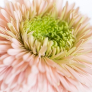 Gerbera Daisies