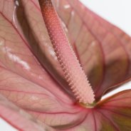 Cut Anthurium