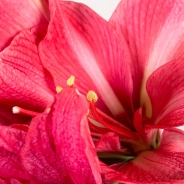 Amaryllis