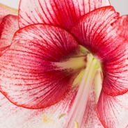 Amaryllis