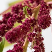 Amaranthus caudatus