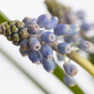 Muscari