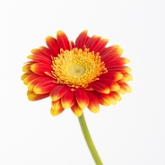 Gerbera Daisies