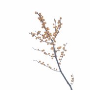 'Golden Verboom'