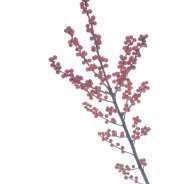 Wintergold