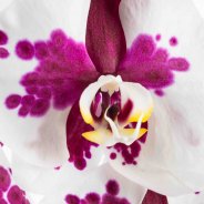 Snij-Phalaenopsis