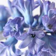 Hyacinth