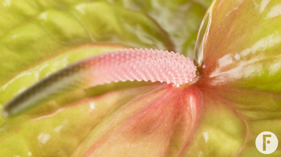 Cut Anthurium | Flower Factor