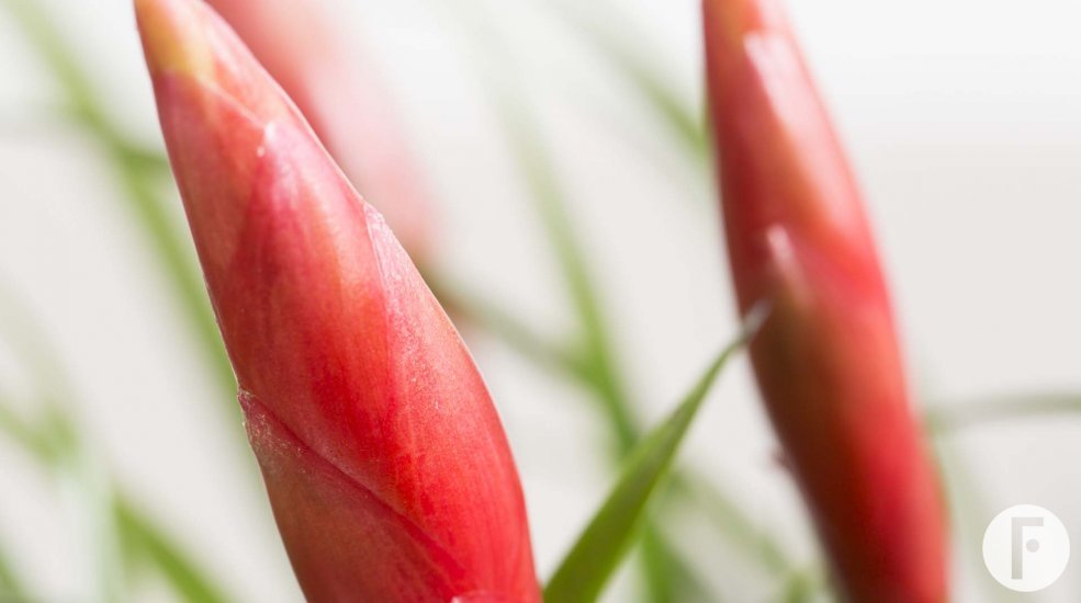 Vriesea Multiflora Astrid 