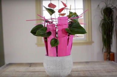 Pink Anthurium design