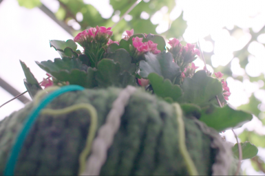 a Hanging Kalanchoë design