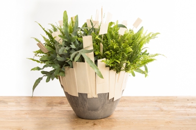 Plant arrangement in pimped container Plant arrangement in pimped container