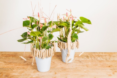 Great design with Anthurium plants