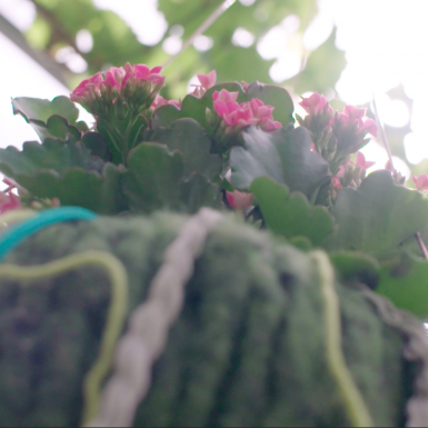 a Hanging Kalanchoë design