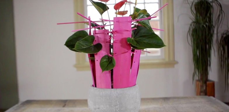 Pink Anthurium design
