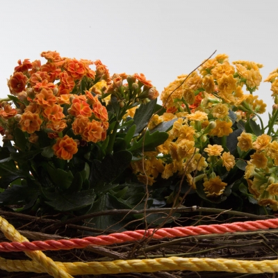 Kalanchoë plant arrangement - close