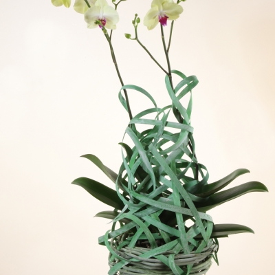 Great object with Butterfly Orchid