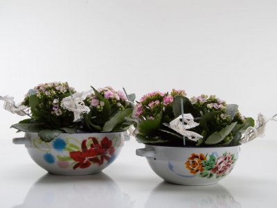 Cute Kalanchoë duo