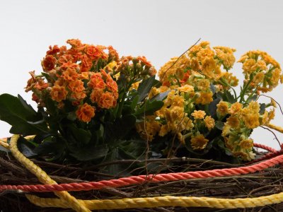 Kalanchoë plant arrangement - close