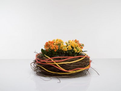 Colorful Kalanchoë plant arrangement