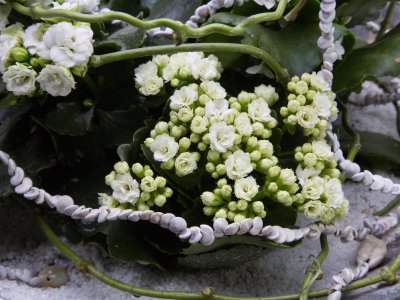 White Kalanchoë object - close