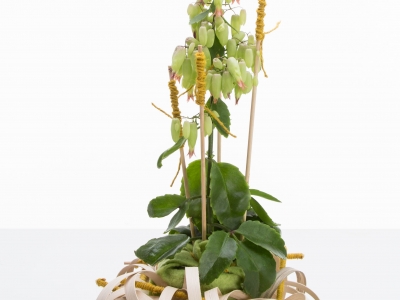 Kalanchoë Bell design 