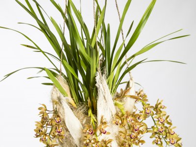 Hanging Cascade Cymbidium