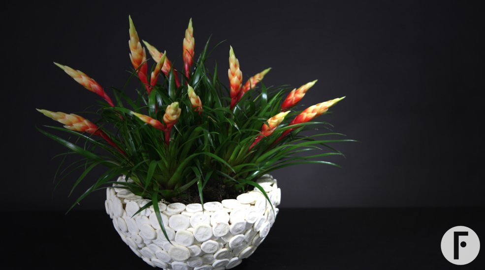 Bromelia plantenarr2