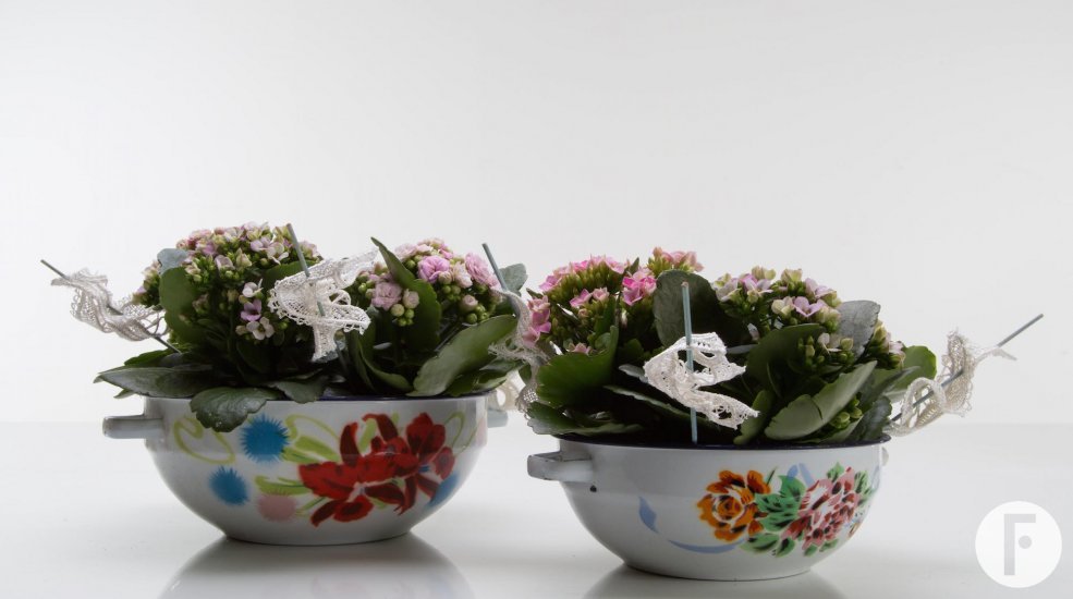 Kalanchoe duo