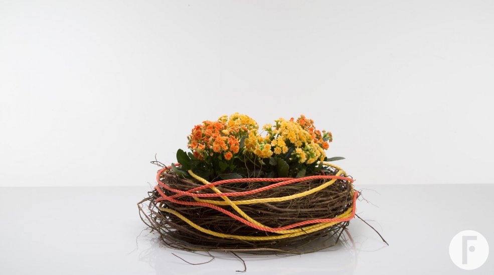 Kalanchoe plant arrangement