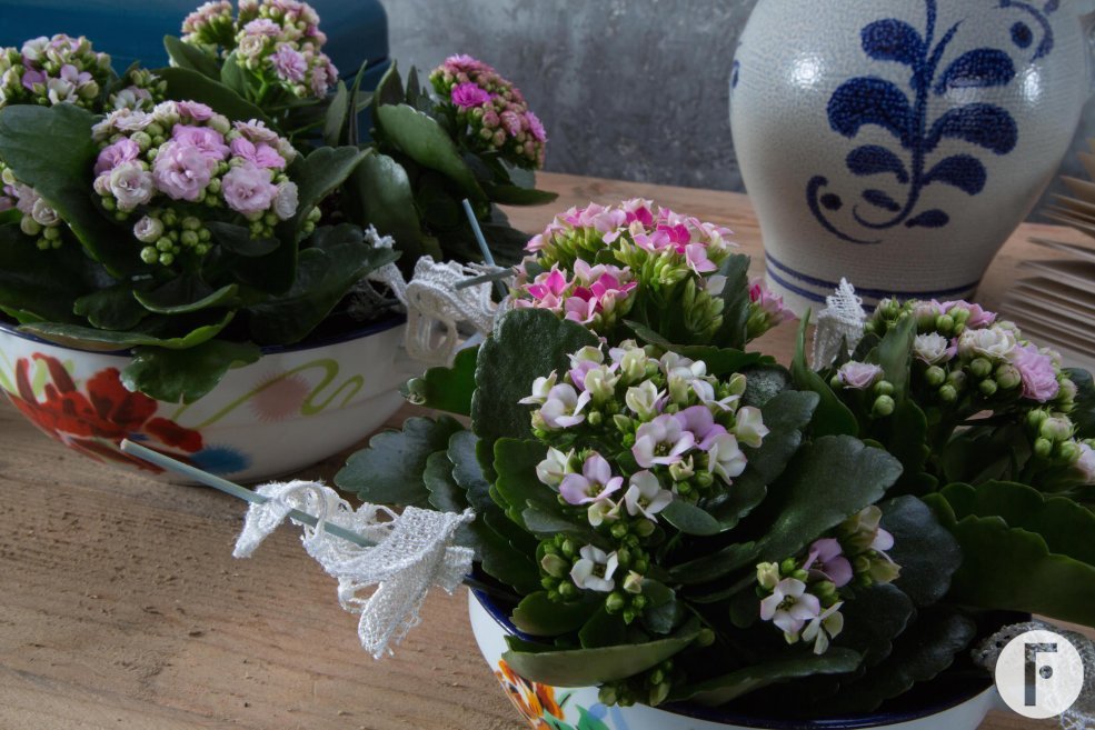 Colourful Kalanchoës in your home