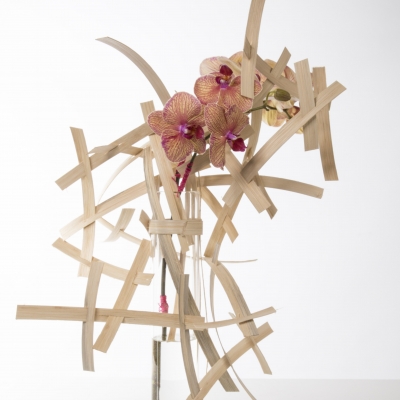 Phalaenopsis design 4-4