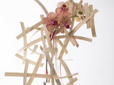 Phalaenopsis design 4-4