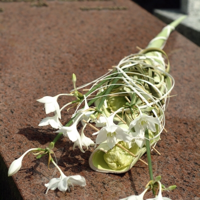 Refined Eucharis arrangement