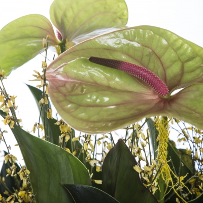 Green is the colour of spring