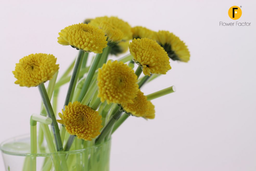 Chrysanthemum Limoncello
