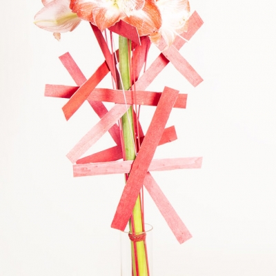 Single Amaryllis design