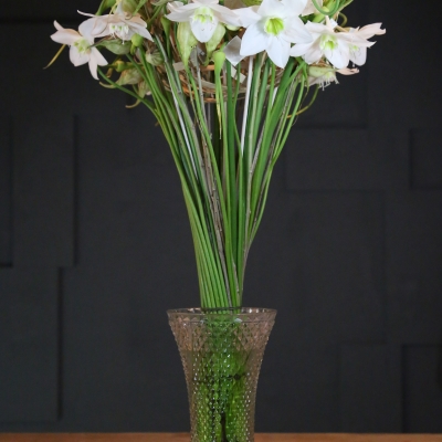 Eucharis bouquet