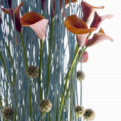 Calla, the femme fatal