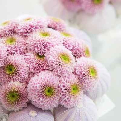 Small bouquets with Chrysanthemums 'Doria Pink' - close