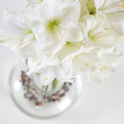 Amaryllis is the winter flower
