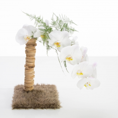 Cosy cut Phalaenopsis design