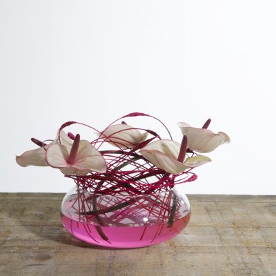 Anthuriums for Mothers Day!